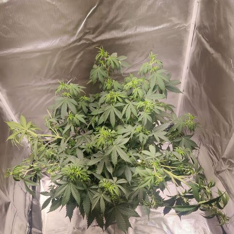 Great White Shark Autoflower by Canuk growlog photo: 3 largest branches tied down