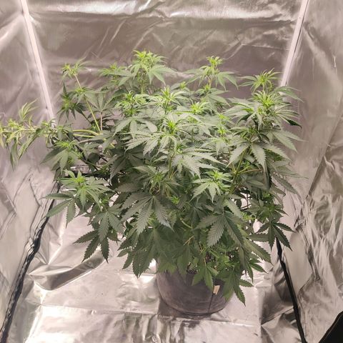 Great White Shark Autoflower by Canuk growlog timeline photo