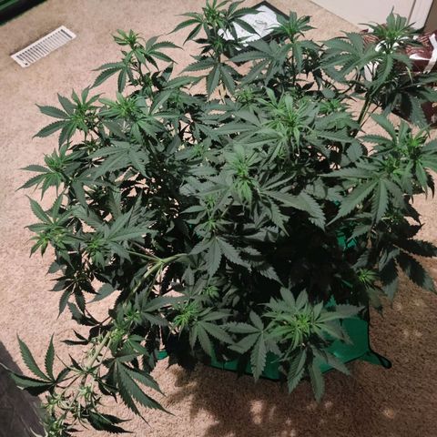 Great White Shark Autoflower by Canuk growlog timeline photo