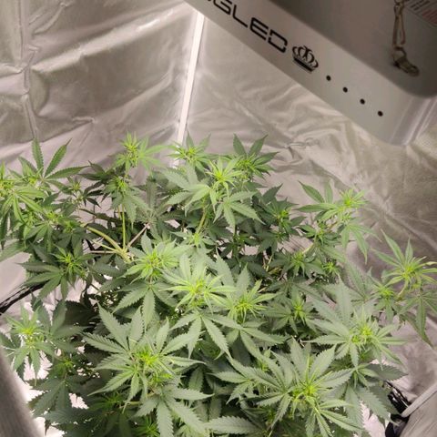 Great White Shark Autoflower by Canuk growlog timeline photo