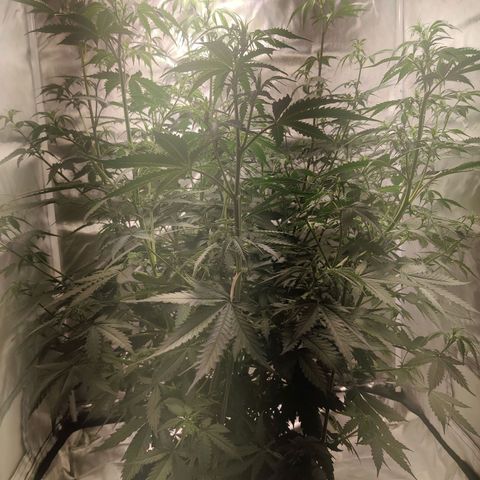 Great White Shark Autoflower by Canuk growlog timeline photo