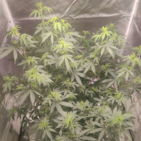 Great White Shark Autoflower by Canuk growlog timeline photo