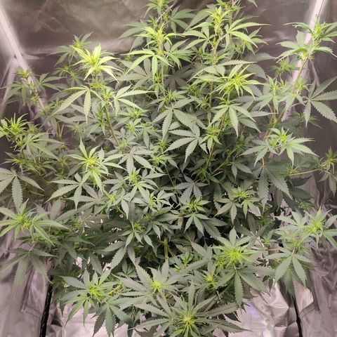Great White Shark Autoflower by Canuk growlog timeline photo