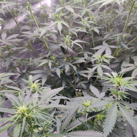 Great White Shark Autoflower by Canuk growlog timeline photo