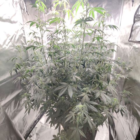 Great White Shark Autoflower by Canuk growlog timeline photo