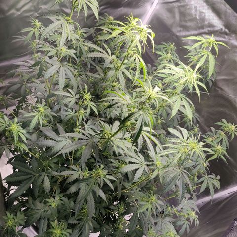 Great White Shark Autoflower by Canuk growlog timeline photo