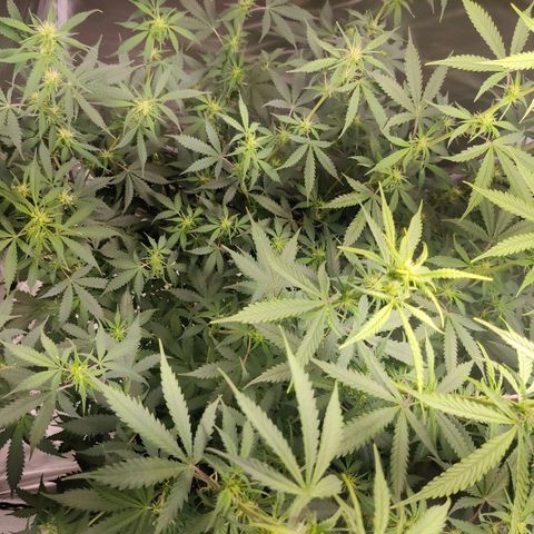 Great White Shark Autoflower by Canuk growlog timeline photo