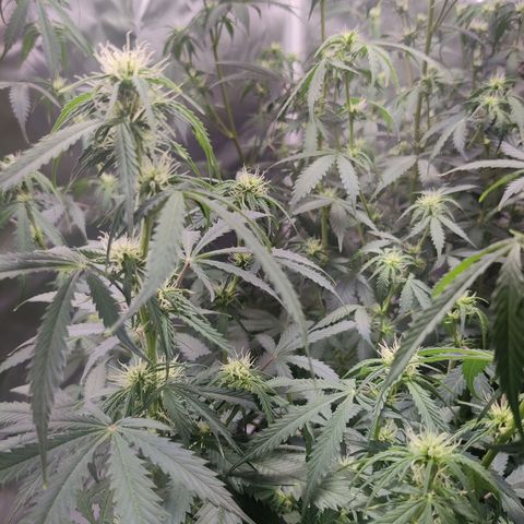 Great White Shark Autoflower by Canuk growlog timeline photo