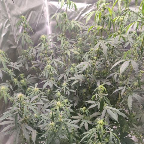 Great White Shark Autoflower by Canuk growlog timeline photo