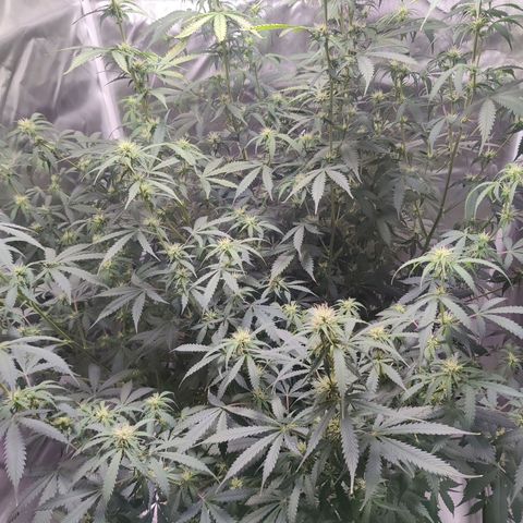 Great White Shark Autoflower by Canuk growlog timeline photo