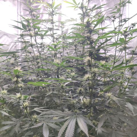 Great White Shark Autoflower by Canuk growlog timeline photo