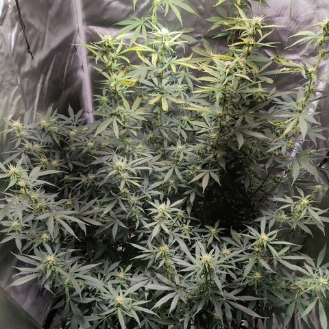 Great White Shark Autoflower by Canuk growlog timeline photo