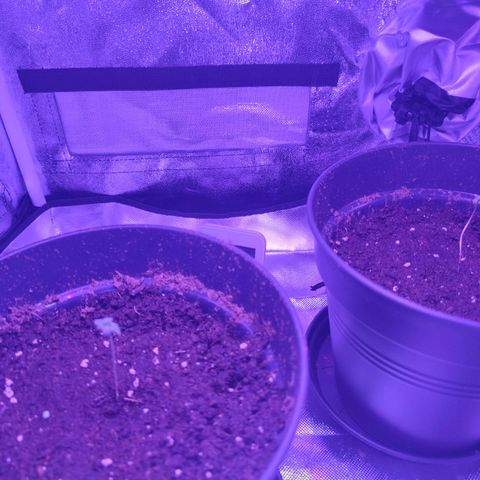 Northern fucker growlog photo: Erste Aufnahmen im Zelt (links Northern)