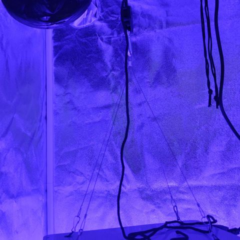 Northern fucker growlog photo: Erste Aufnahmen im Zelt (links Northern)