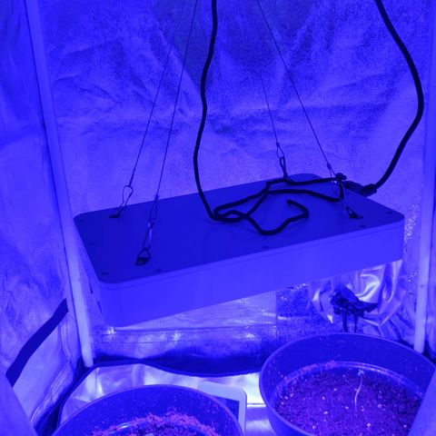 Northern fucker growlog photo: Erste Aufnahmen im Zelt (links Northern)