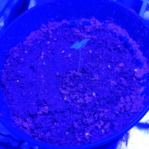 Northern fucker growlog timeline photo