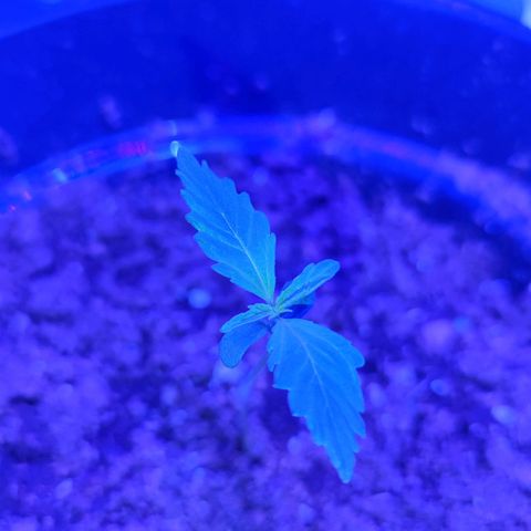 Northern fucker growlog photo: Northern light wächst ziemlich schnell (gerade im Vergleich zu critical)