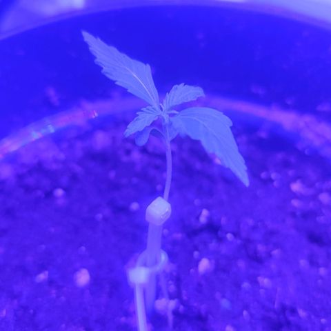 Northern fucker growlog timeline photo