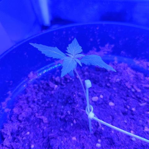 Northern fucker growlog timeline photo