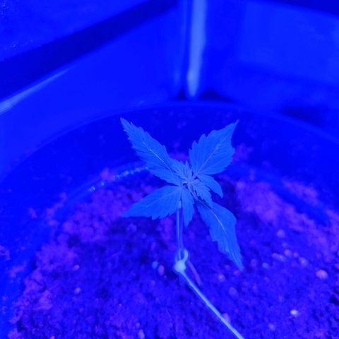 Northern fucker growlog timeline photo