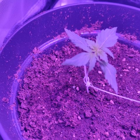 Northern fucker growlog timeline photo