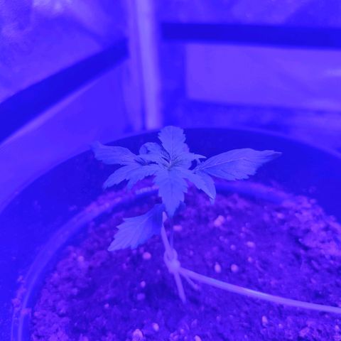 Northern fucker growlog timeline photo