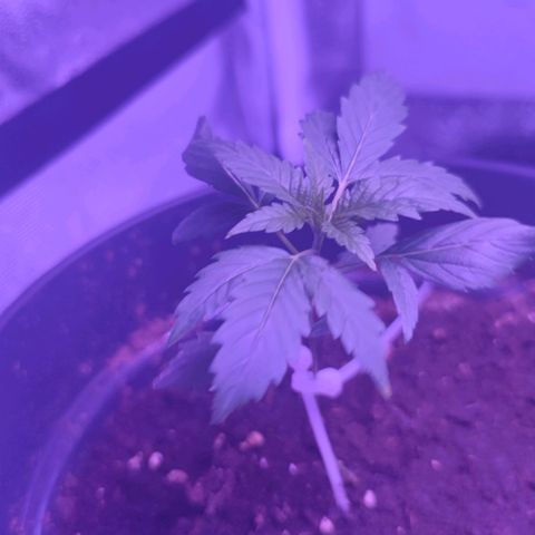 Northern fucker growlog timeline photo