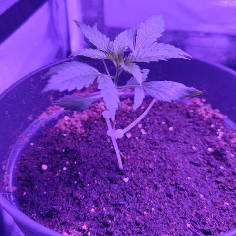 Northern fucker growlog photo: Wird immer größer und Kräftiger, braucht viel Wasser