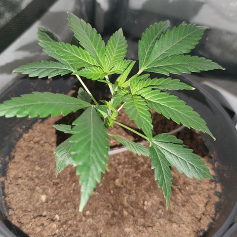 Northern fucker growlog timeline photo