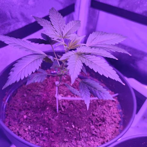 Northern fucker growlog timeline photo