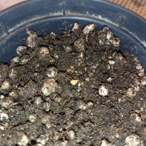 Gorilla Cookies Auto growlog photo: 48horas no papel toalha 
Transplante Pro vaso de 1L 
Pc grow com 18/6 de Luz. 