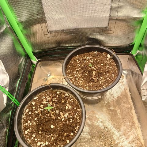 Gorilla Cookies Auto growlog timeline photo