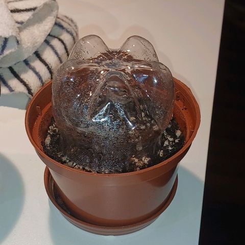 Amnésia Haze Auto growlog photo: 48 horas no papel toalha. 
Hora de passar pros vasos de 1litro. 
Já com solo tropicaly automática.  
Vai pro pcgrow. 18/6 de luz 
