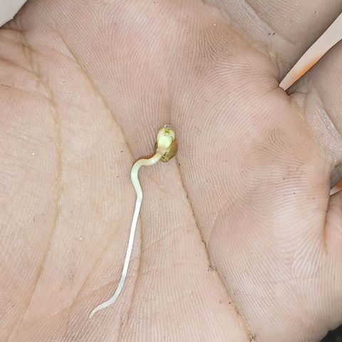 Gorilla Cookies Auto growlog photo: 48horas no papel toalha 
Transplante Pro vaso de 1L 
Pc grow com 18/6 de Luz. 