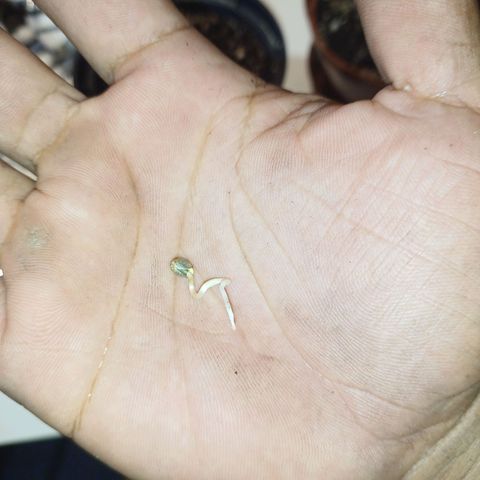 Amnésia Haze Auto growlog photo: 48 horas no papel toalha. 
Hora de passar pros vasos de 1litro. 
Já com solo tropicaly automática.  
Vai pro pcgrow. 18/6 de luz 