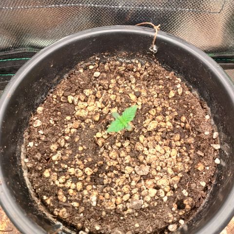 Amnésia Haze Auto growlog timeline photo