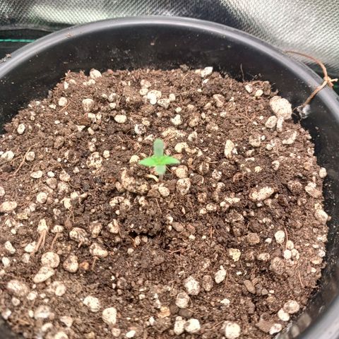 Amnésia Haze Auto growlog timeline photo
