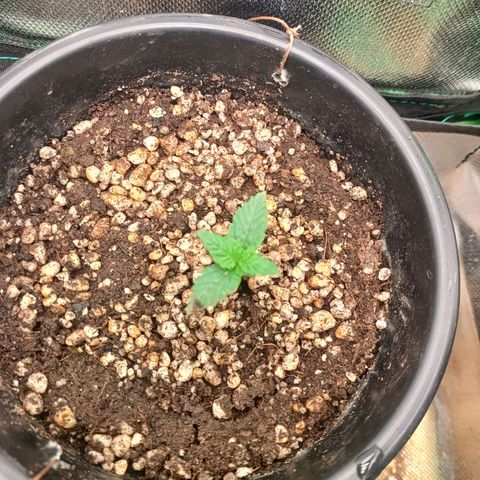 Amnésia Haze Auto growlog timeline photo
