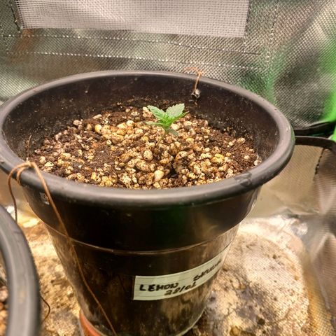 Amnésia Haze Auto growlog timeline photo