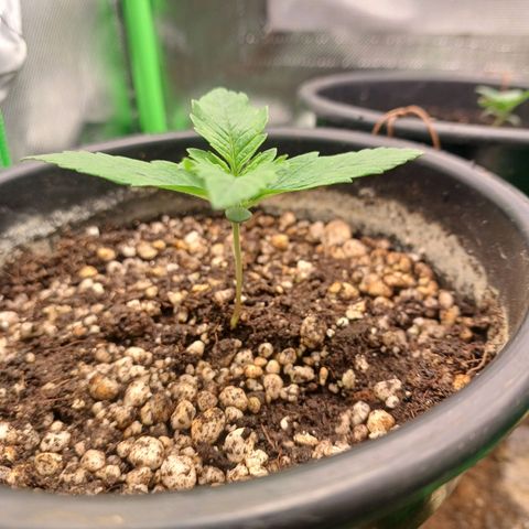 Gorilla Cookies Auto growlog timeline photo