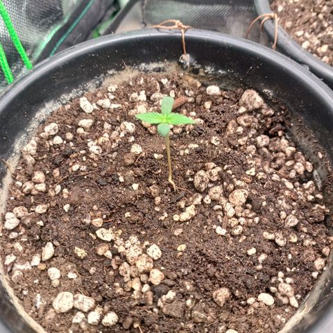 Gorilla Cookies Auto growlog timeline photo