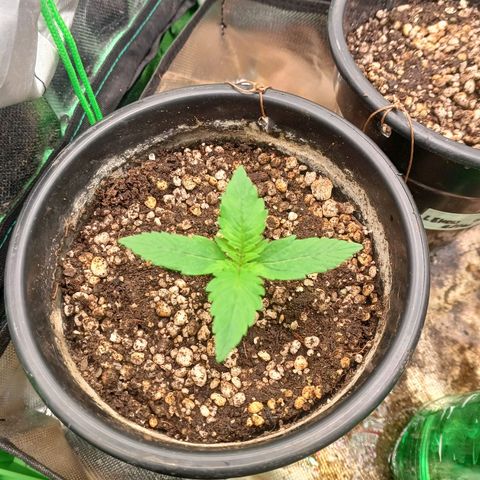 Gorilla Cookies Auto growlog timeline photo