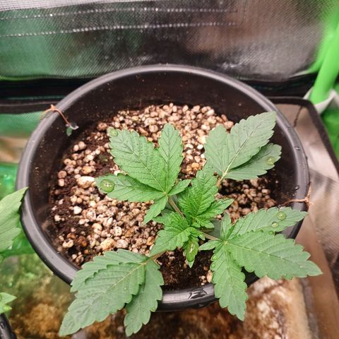 Amnésia Haze Auto growlog timeline photo