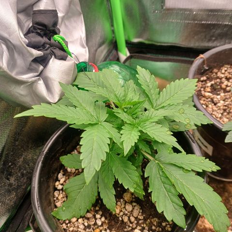 Gorilla Cookies Auto growlog timeline photo