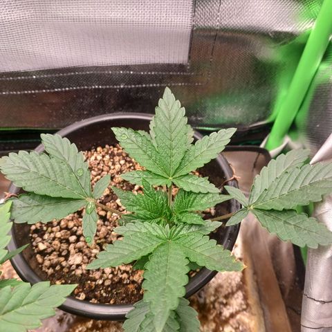 Amnésia Haze Auto growlog timeline photo