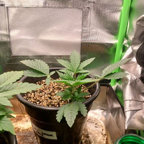 Amnésia Haze Auto growlog timeline photo