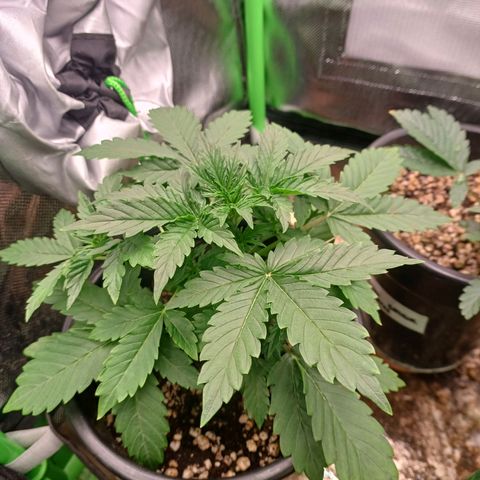 Gorilla Cookies Auto growlog timeline photo