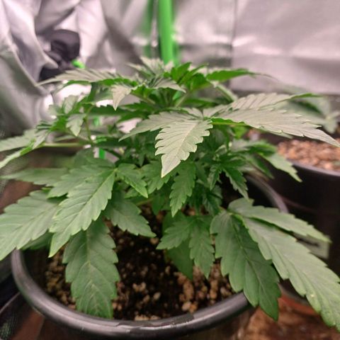 Gorilla Cookies Auto growlog timeline photo