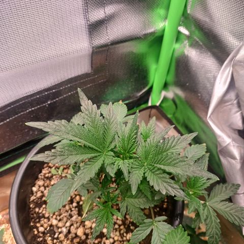 Amnésia Haze Auto growlog timeline photo
