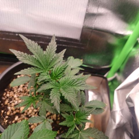 Amnésia Haze Auto growlog timeline photo